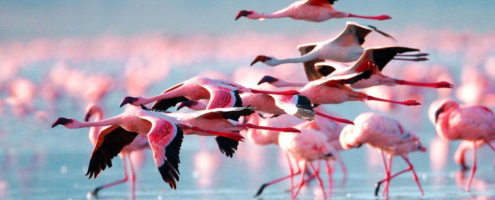 Aberdare - Lake-Nakuru-Nationalpark