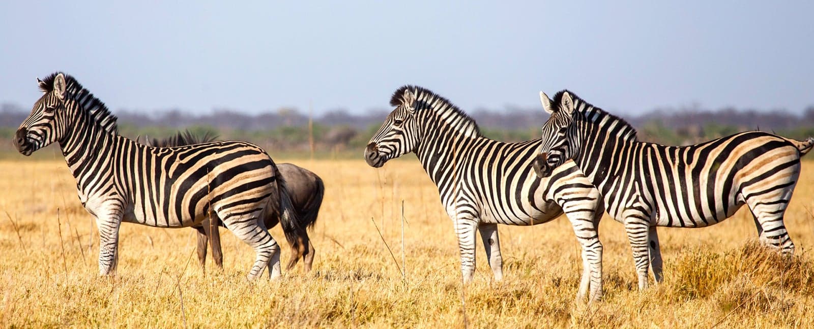 Chobe National Park