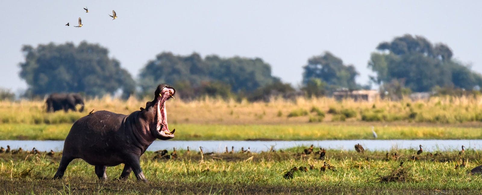 Chobe National Park