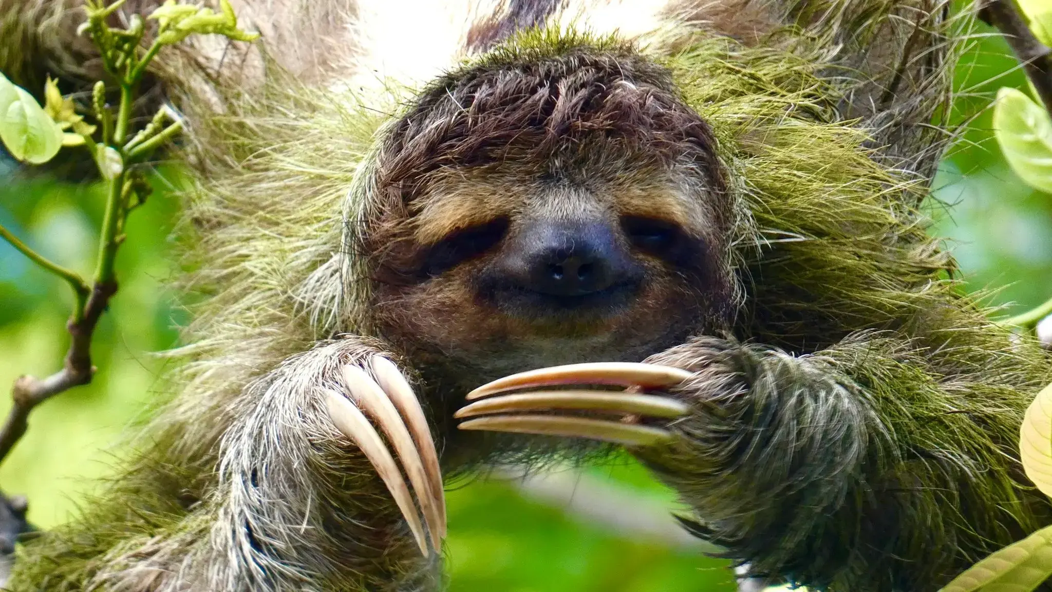 Sloth clinging to a branch in lush trees near Tortuguero, Costa Rica.