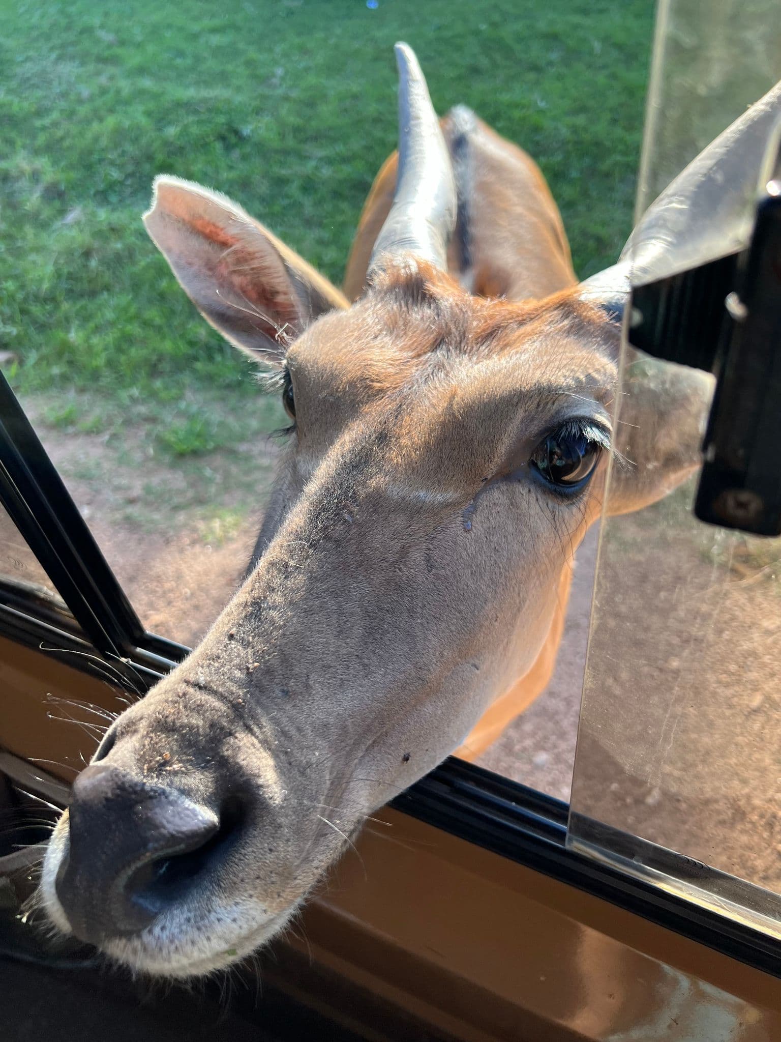 Antelope poking its head through a safari vehicle window in a grassy park, Uganda.