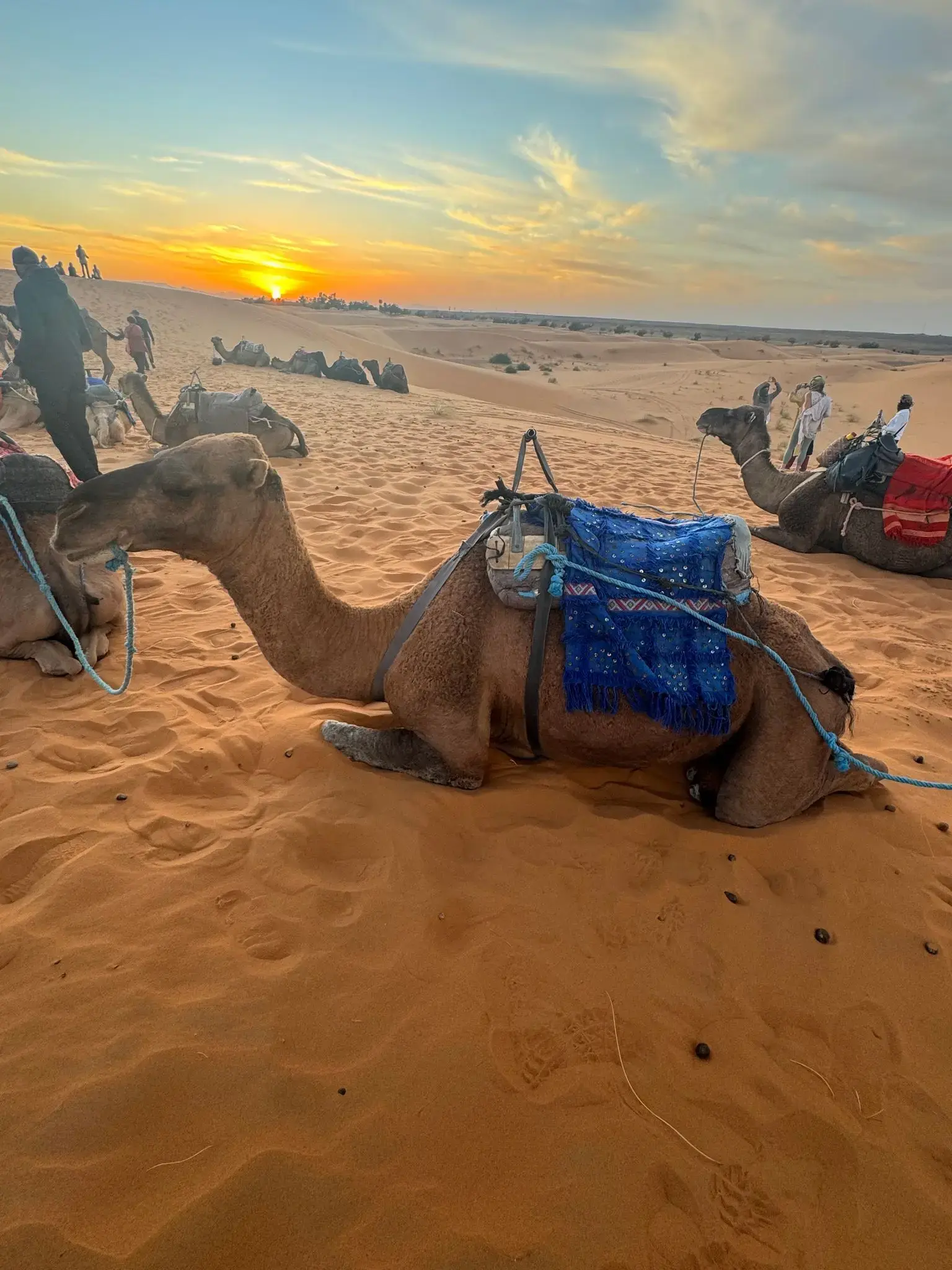 A saddled camel resting on orange sand with the sun setting over the Sahara Desert, Morocco and people on nearby dunes.