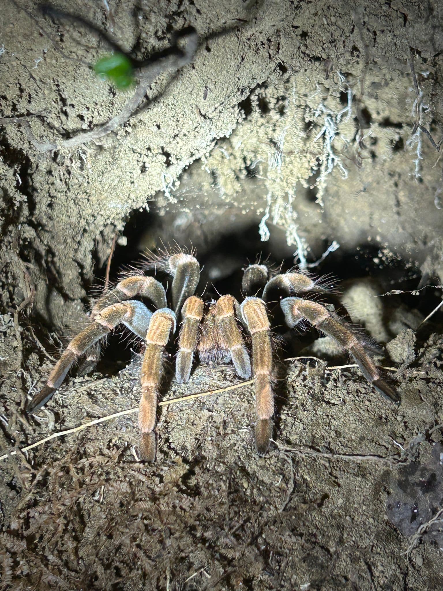 Orange-kneed tarantula at the entrance of a burrow during a night walk in Monteverde Cloud Forest Reserve, Costa Rica.