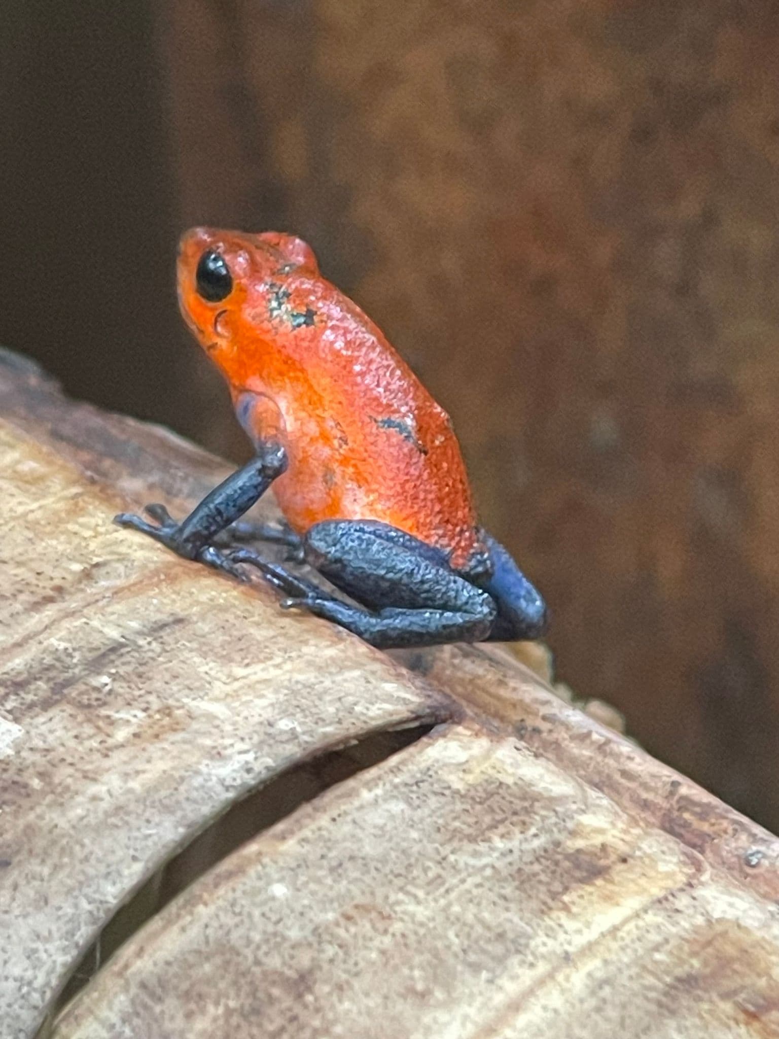 Blue Jeans poison dart frog perched on a brown leaf in a rainforest setting, Costa Rica.