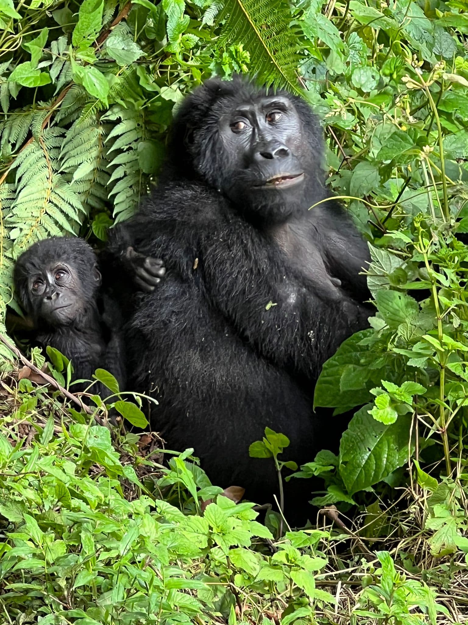 Mountain gorilla mother and infant resting among dense ferns and green foliage in Bwindi Impenetrable Forest, Uganda.