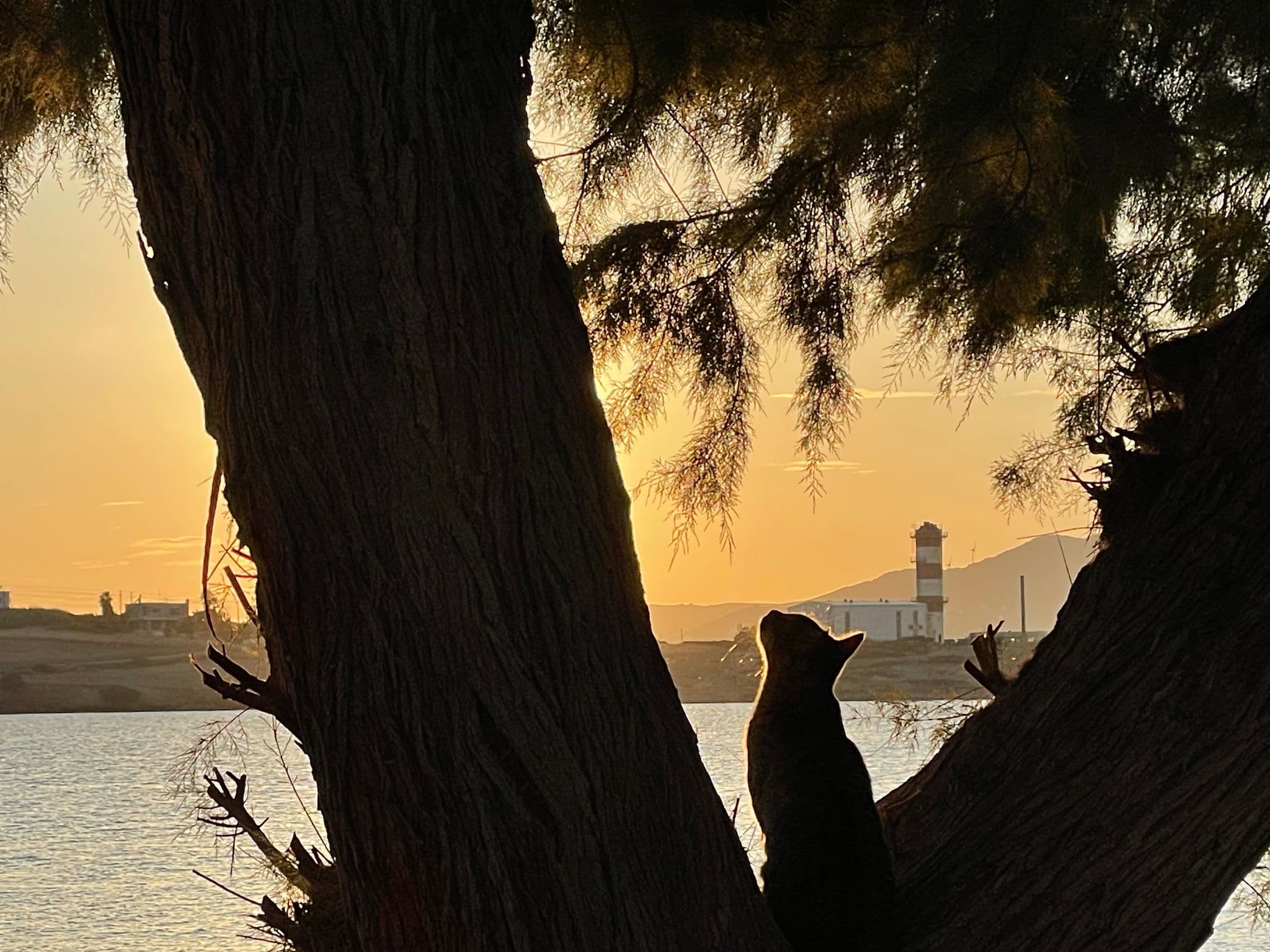 Silhouette of a cat perched between tree trunks at sunset on Paros, Greece.