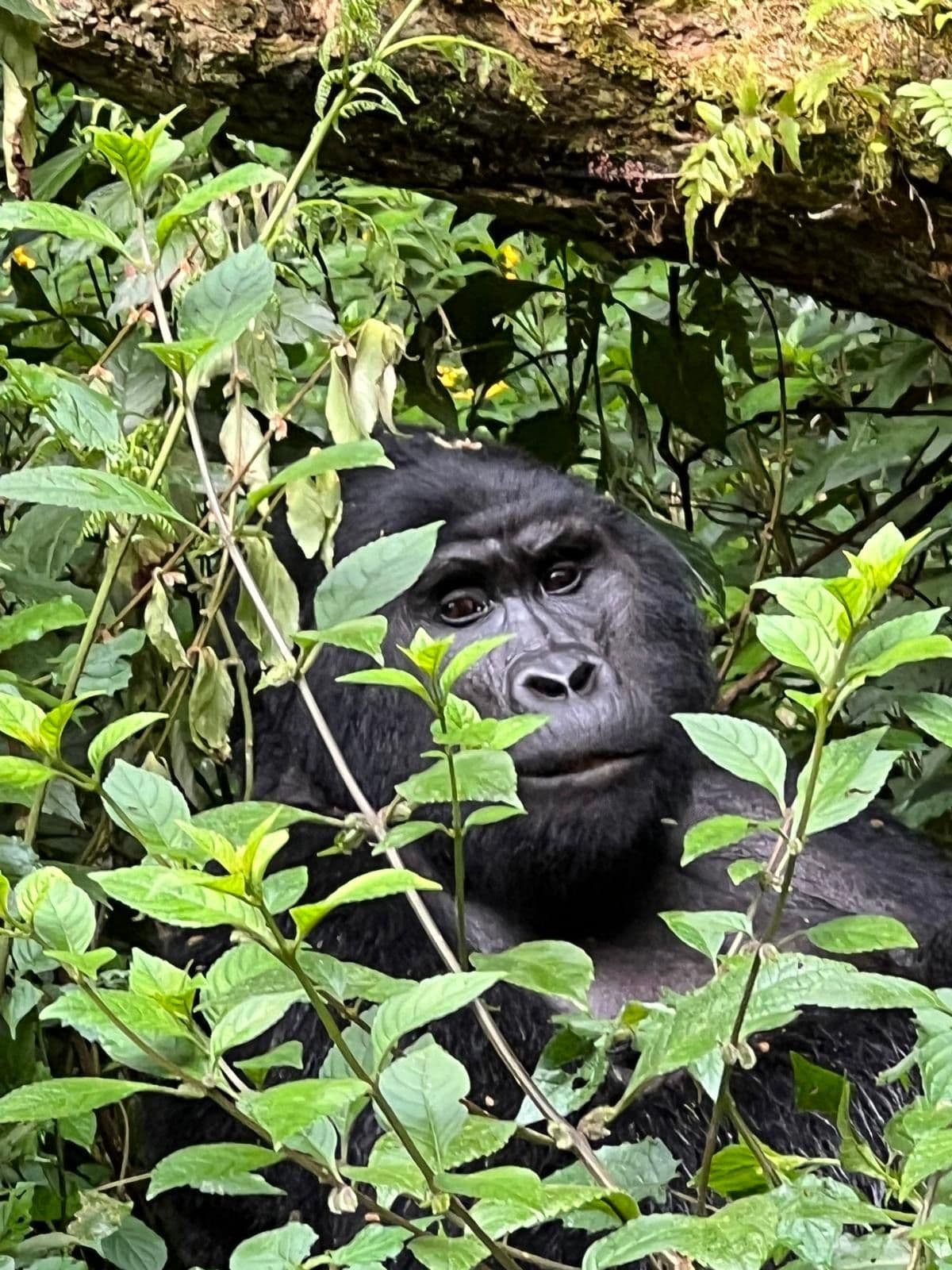 Mountain gorilla partially hidden among dense green foliage in Bwindi Impenetrable National Park, Uganda.