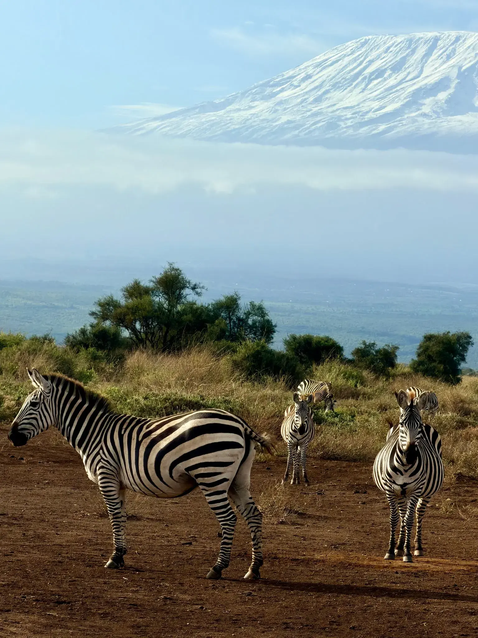 Zebras standing on a dry plain with Mount Kilimanjaro visible above the clouds, view from Amboseli National Park, Kenya.