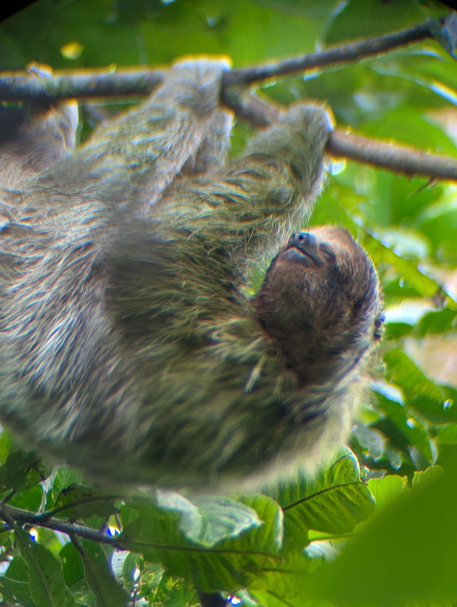 Sloth hanging from a tree branch among dense green rainforest foliage in Costa Rica.