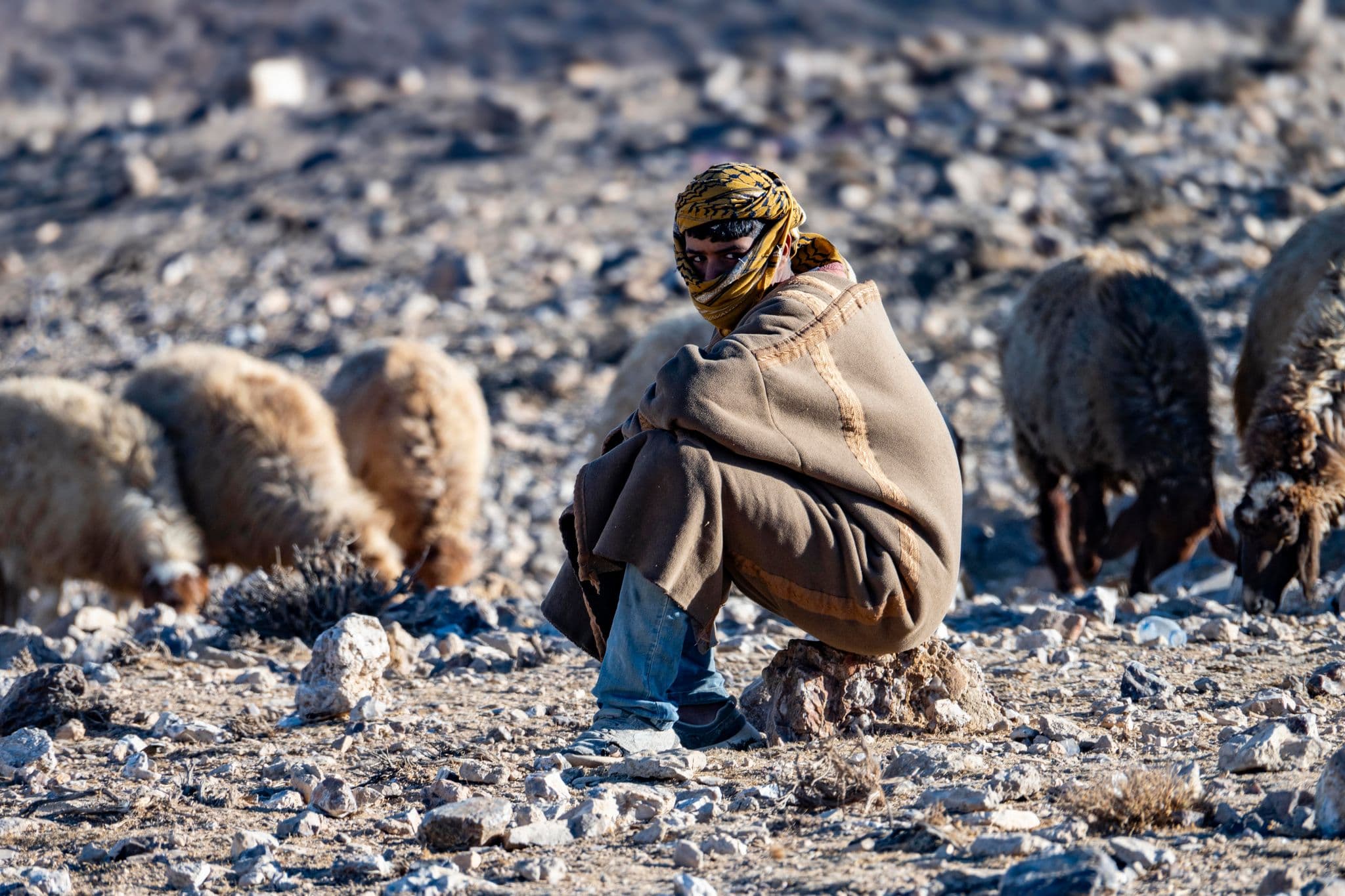 Shepherd crouching on rocky ground as sheep graze near Shobak Castle, Jordan.