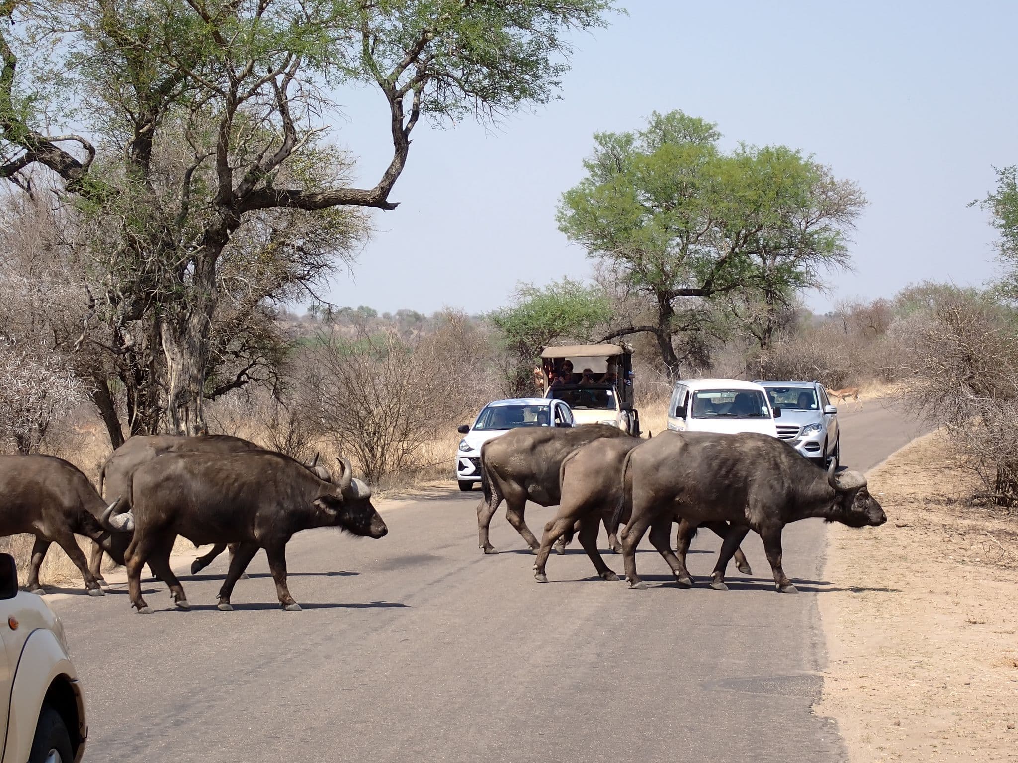 Herd of African buffalo crossing a paved road with safari vehicles and tourists in Kruger National Park, South Africa.