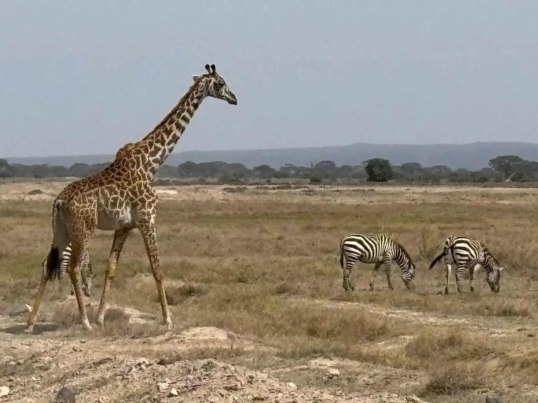 Giraffe walking across a dry savanna with two zebras grazing in Amboseli National Park, Kenya.