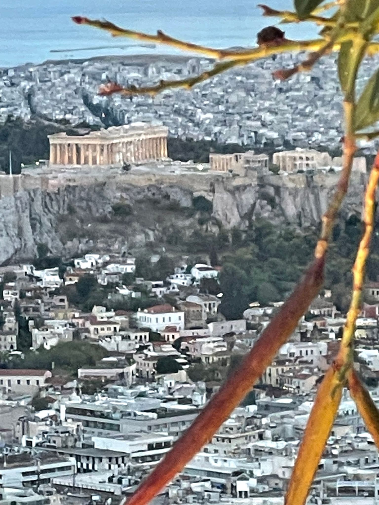 Parthenon on the Acropolis overlooking Athens, Greece at sunset with city rooftops below and branches in the foreground.