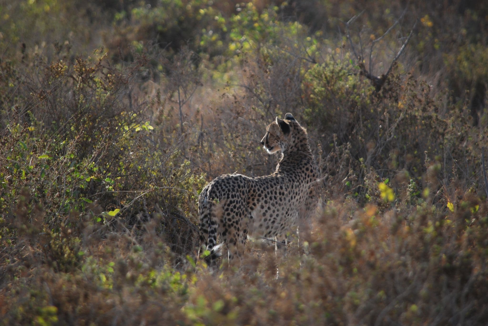 Cheetah standing among dry shrubs and grasses, looking to the right in a wild savanna setting.
