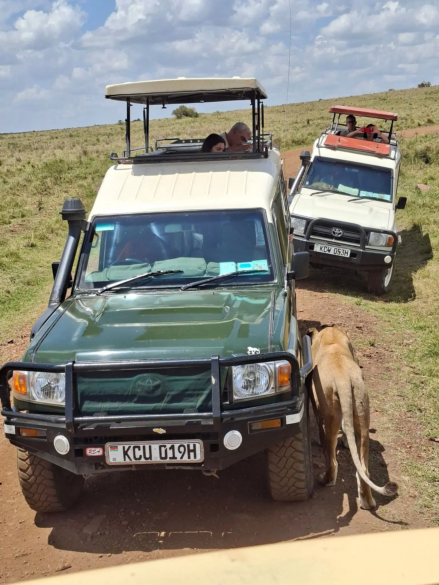 Adult lion walking beside two safari vehicles on a dirt track as passengers look out across open savanna, Kenya.