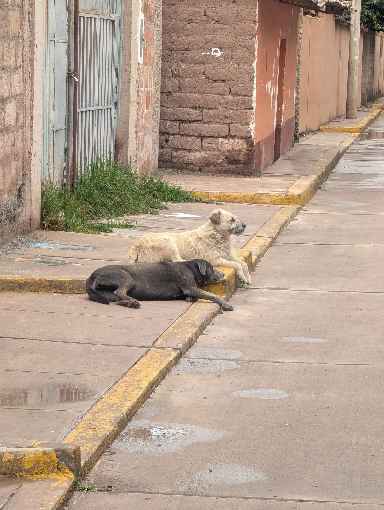 Two dogs lying on a sidewalk curb beside adobe walls in the Sacred Valley, Peru.