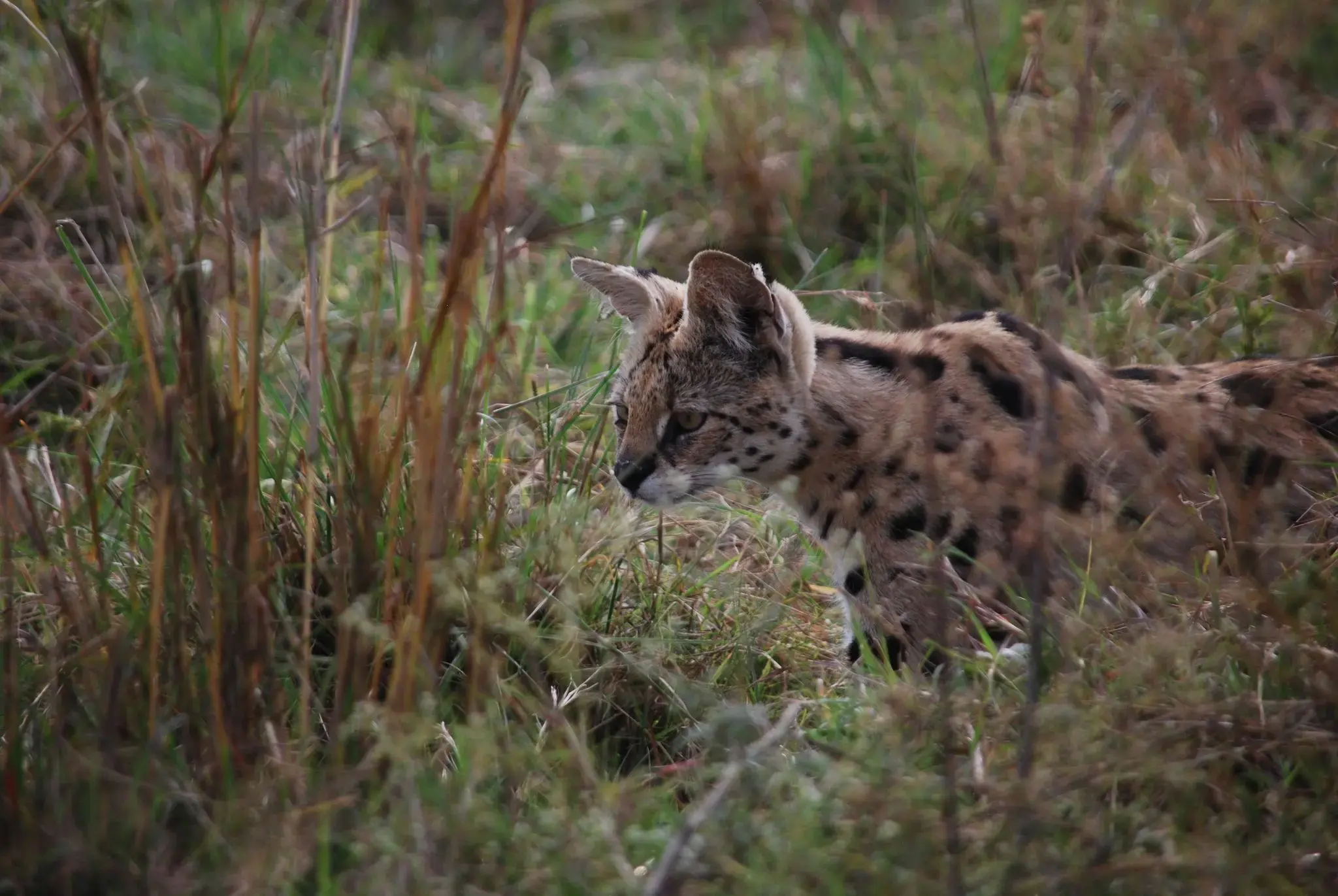 Spotted serval crouched in tall grass, moving through a savanna-like field.