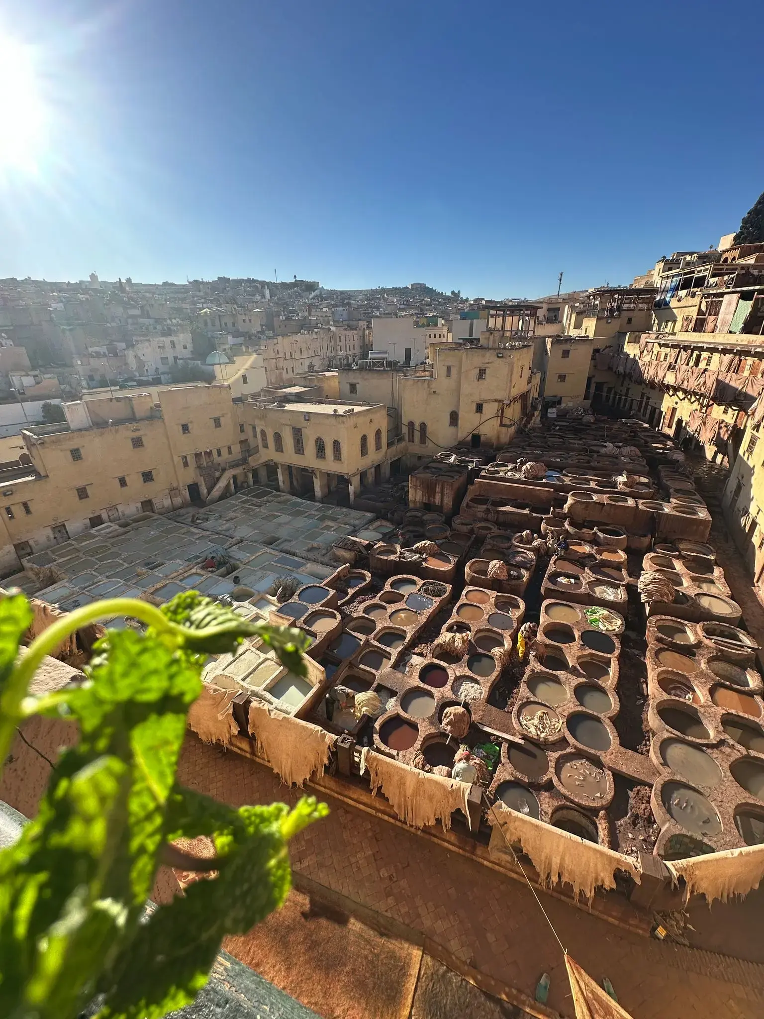 Chouara Tannery dyeing vats and hanging hides with a mint sprig in the foreground, skyline of Fes, Morocco.