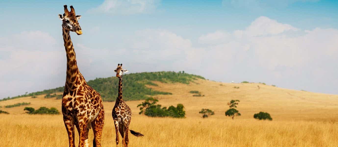 Giraffes <span class="iconos separador"></span> Maasai Mara <span class="iconos separador"></span> Kenya