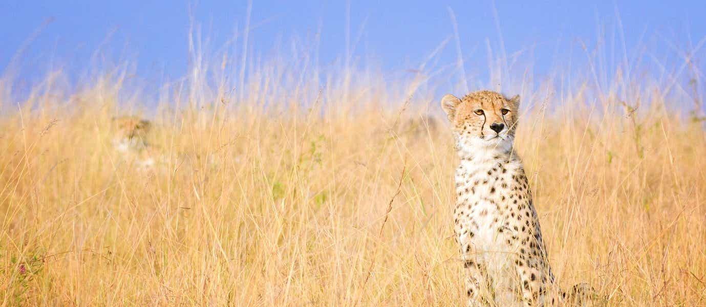 Cheetah <span class="iconos separador"></span> Maasai Mara <span class="iconos separador"></span> Kenya