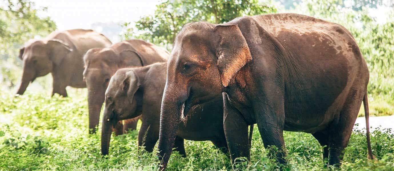 Elephants <span class="iconos separador"></span> Udawalawe National Park