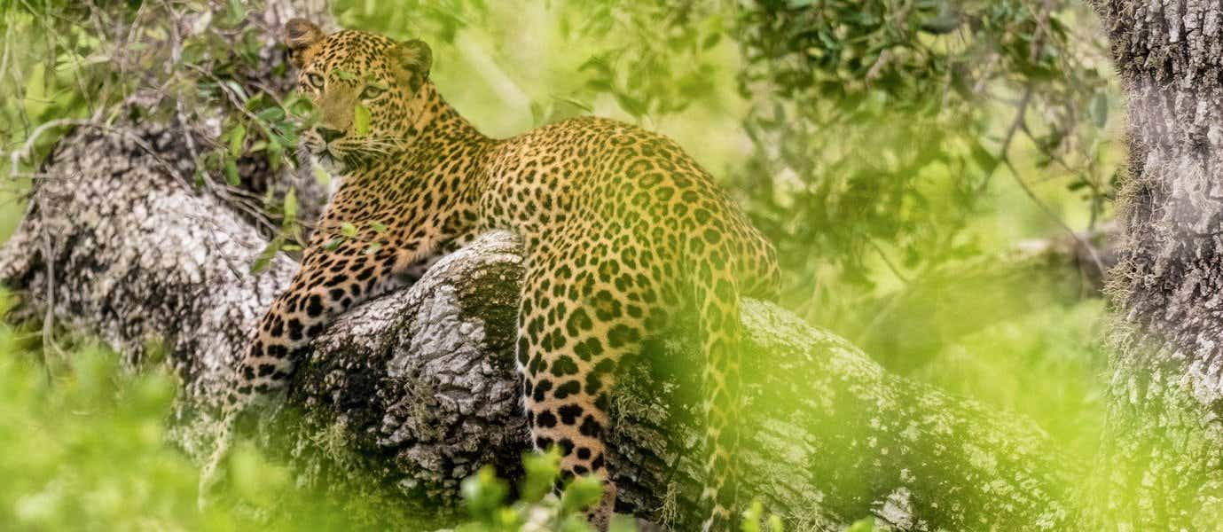 Leopard <span class="iconos separador"></span> Yala National Park