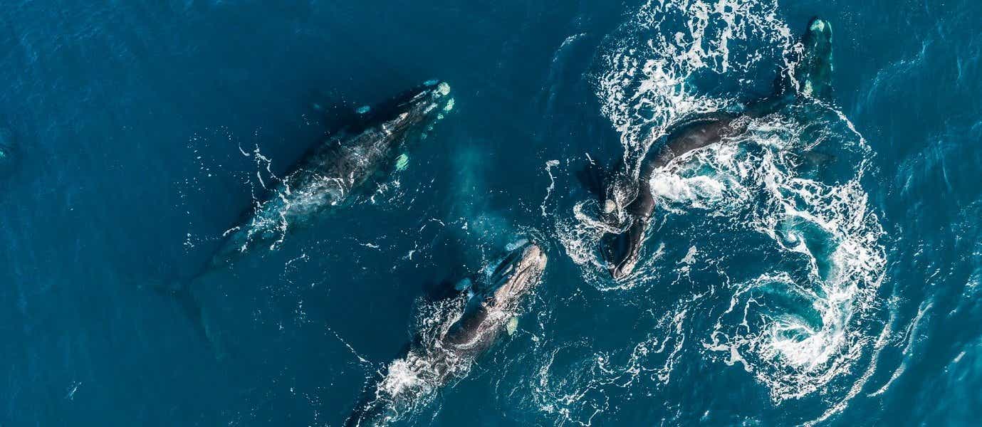 Southern Right Whales <span class="iconos separador"></span>  Valdes Peninsula