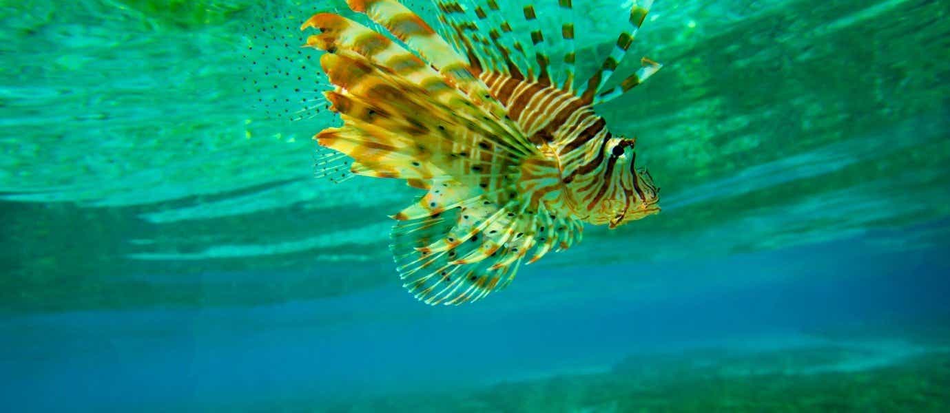 Lion Fish <span class="iconos separador"></span> Caribbean Sea