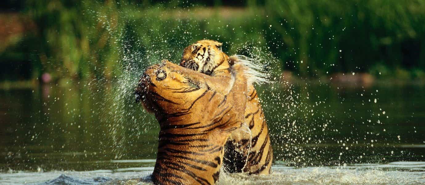 Bengal Tigers <span class="iconos separador"></span> Ranthambore