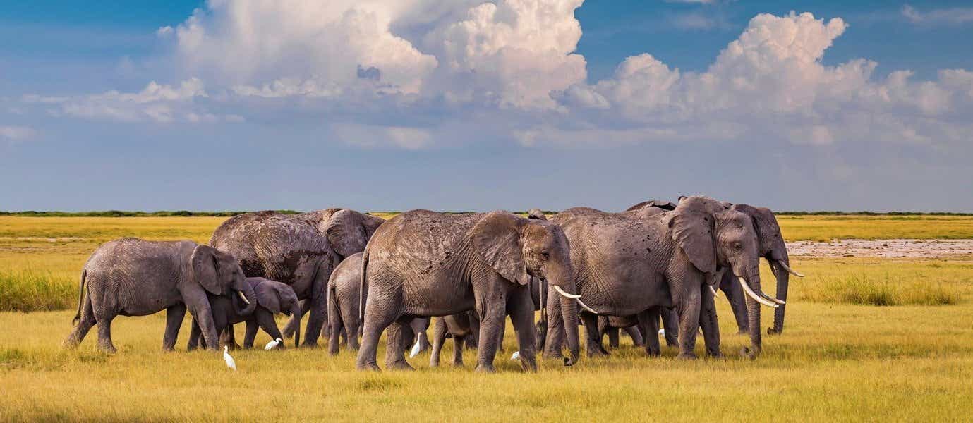 Herd of Elephants <span class="iconos separador"></span> Etosha National Park <span class="iconos separador"></span> Namibia