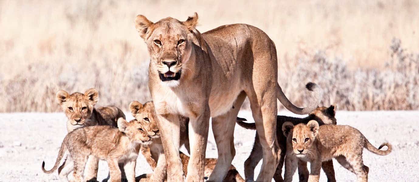 Lioness and Cubs <span class="iconos separador"></span> Etosha National Park <span class="iconos separador"></span> Namibia