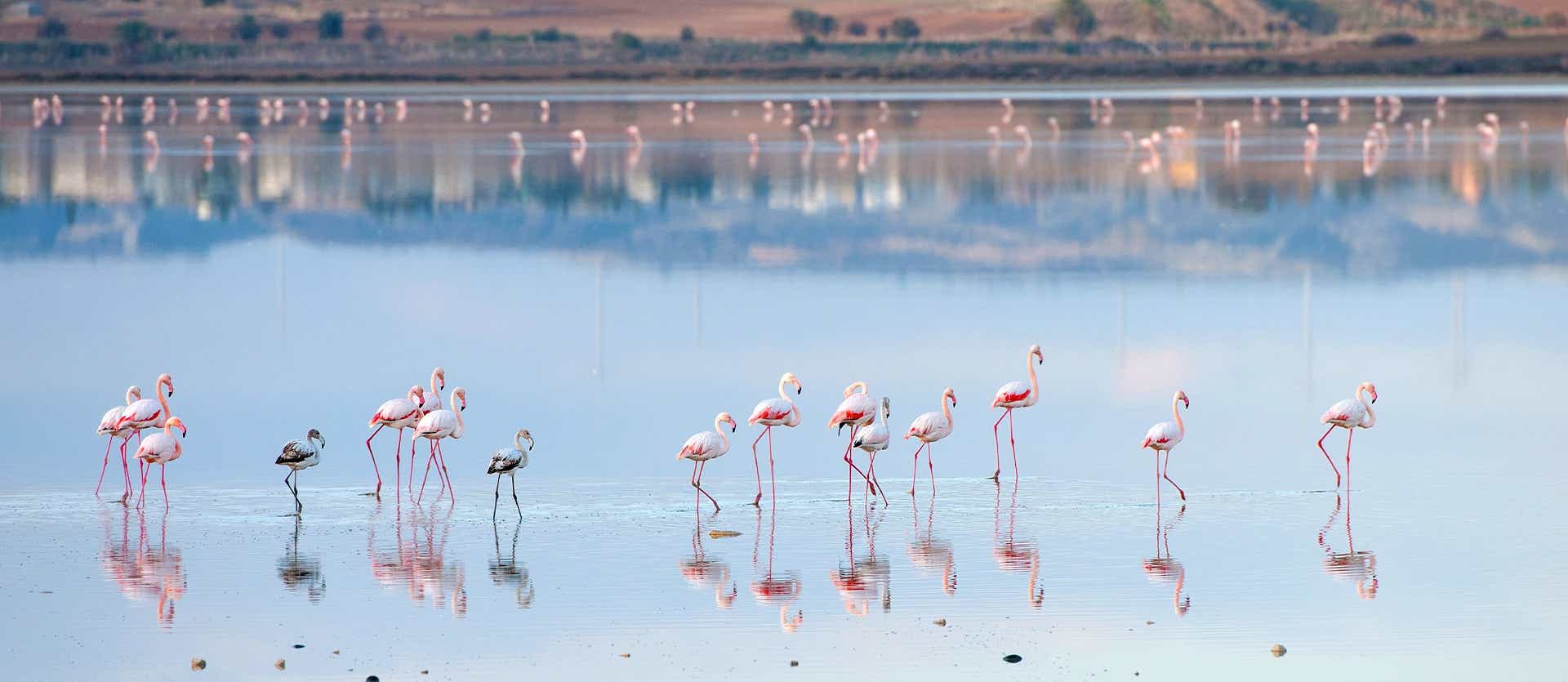 Flamingos <span class="iconos separador"></span> Larnaca Salt Lake
