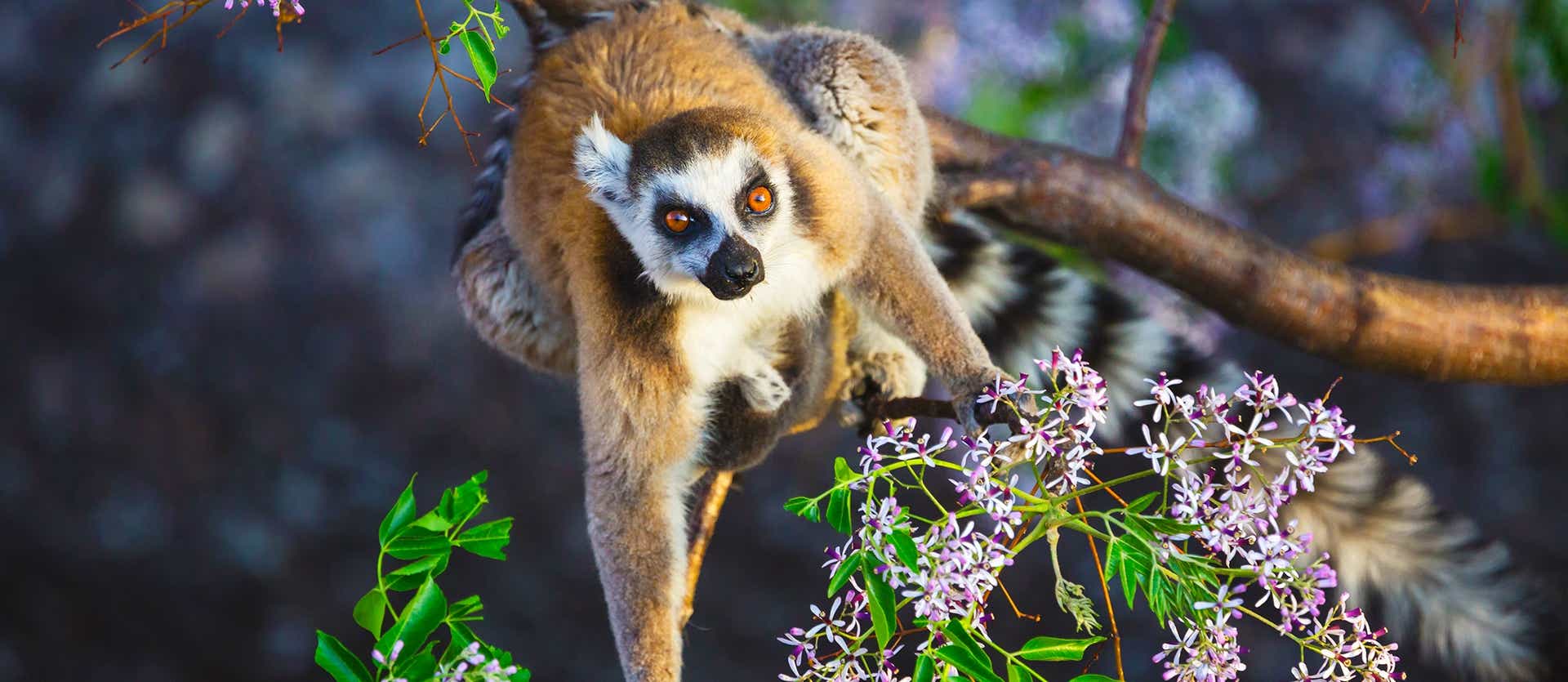 Ring-Tailed Lemur <span class="iconos separador"></span> Anja Reserve <span class="iconos separador"></span> Madagascar