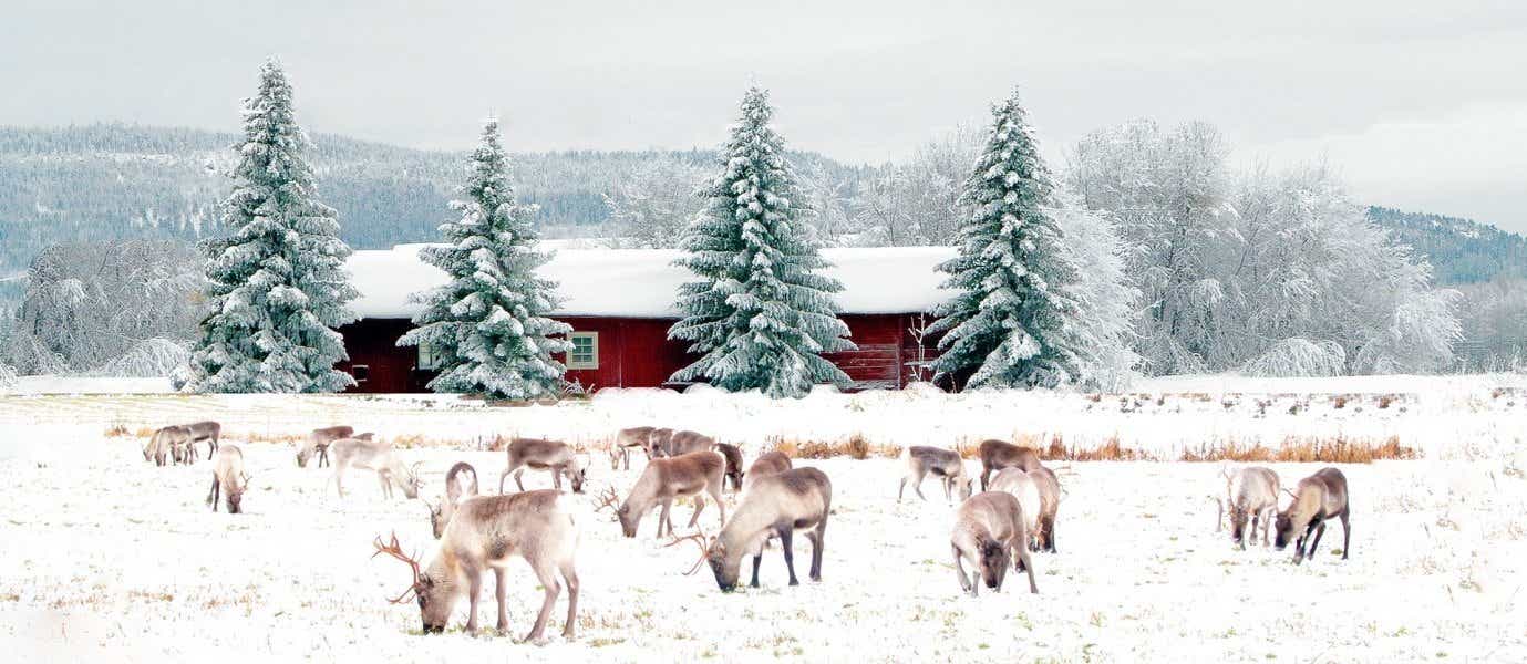 Reindeer in the Snow <span class="iconos separador"></span> Rovaniemi