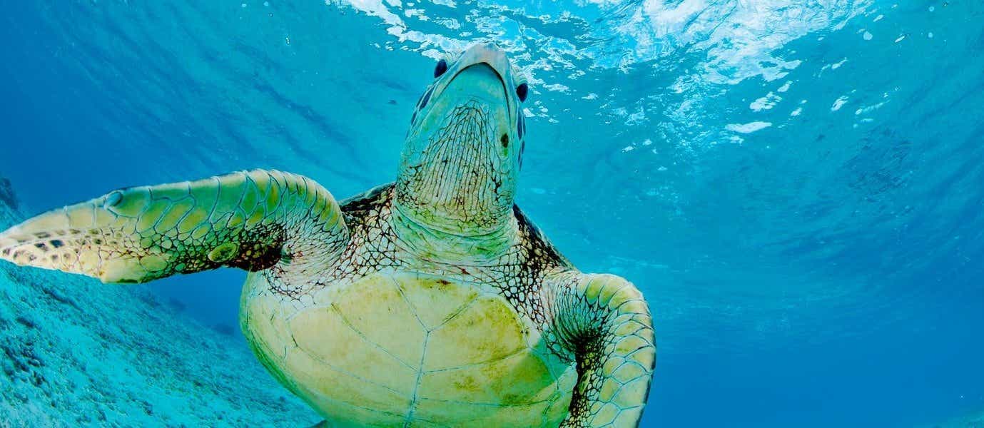 Sea Turtle <span class="iconos separador"></span> Galapagos Islands <span class="iconos separador"></span> Ecuador 