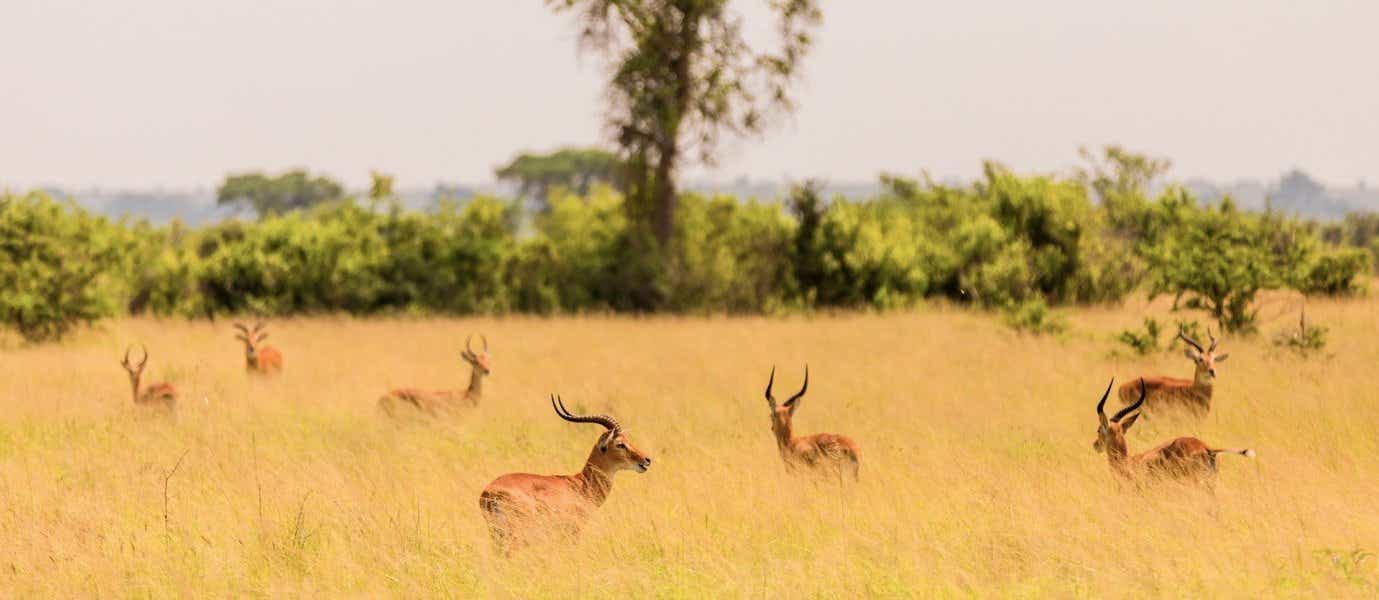 Antelope <span class="iconos separador"></span> Queen Elizabeth National Park