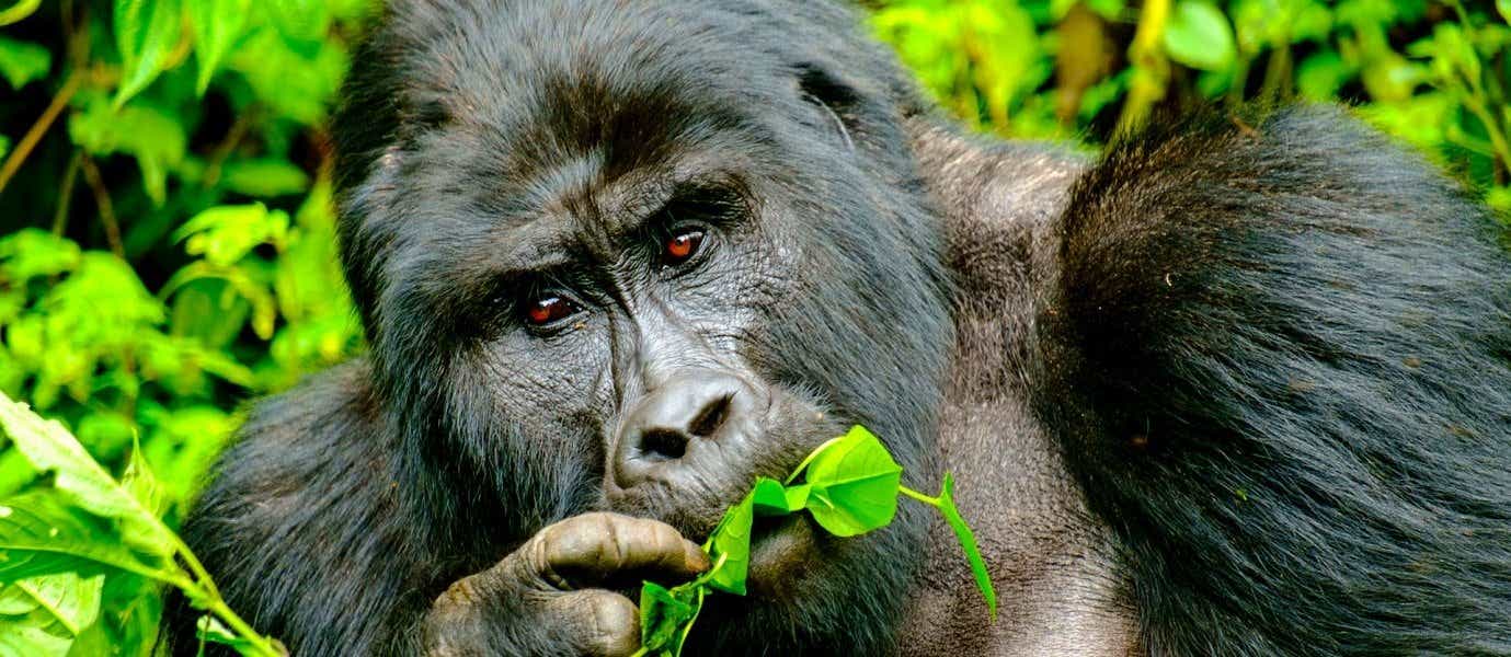 Mountain Gorilla <span class="iconos separador"></span> Bwindi Impenetrable National Park 