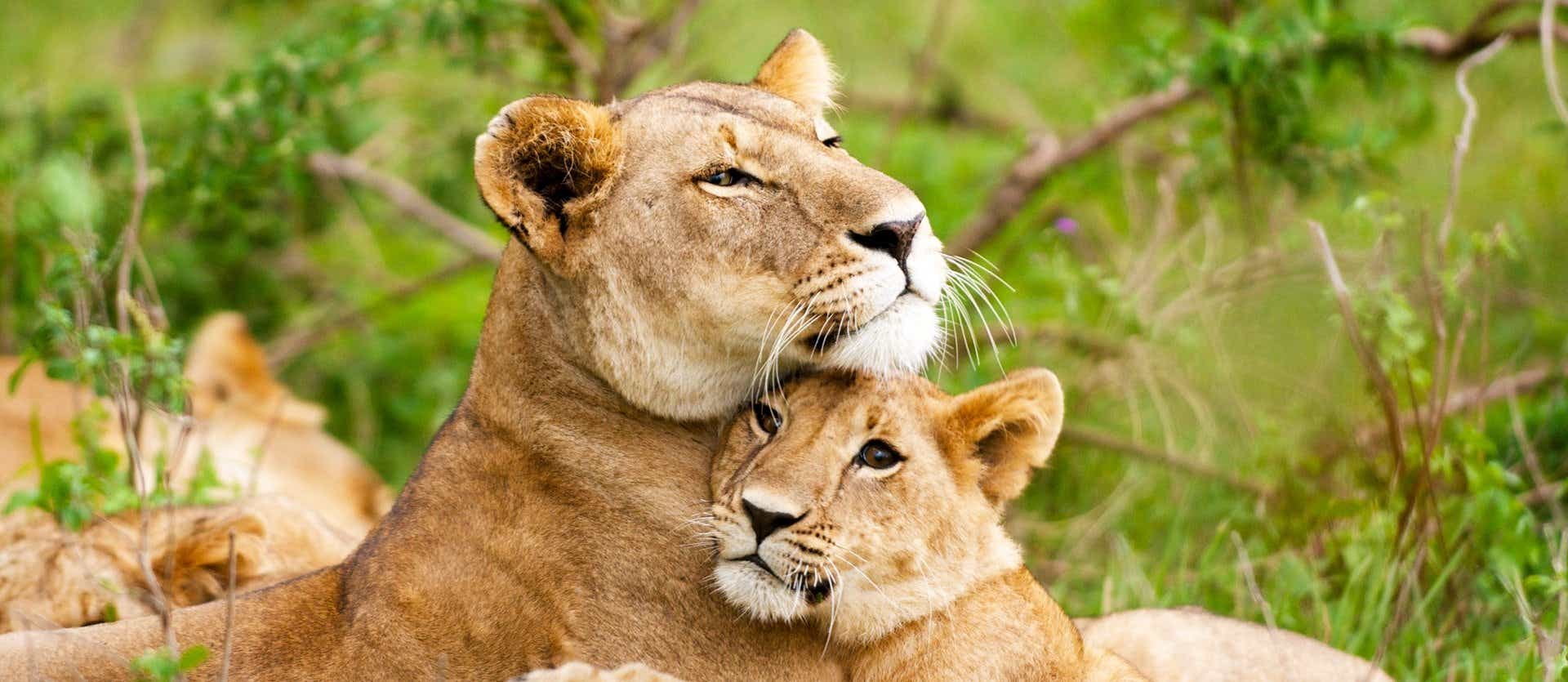 Lioness and cub <span class="iconos separador"></span> Kruger National Park