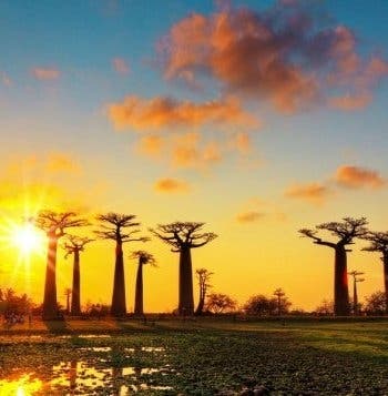 Land of the Baobabs