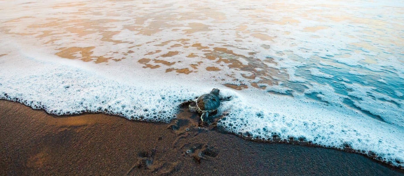 Magical Night of the Sea Turtles
