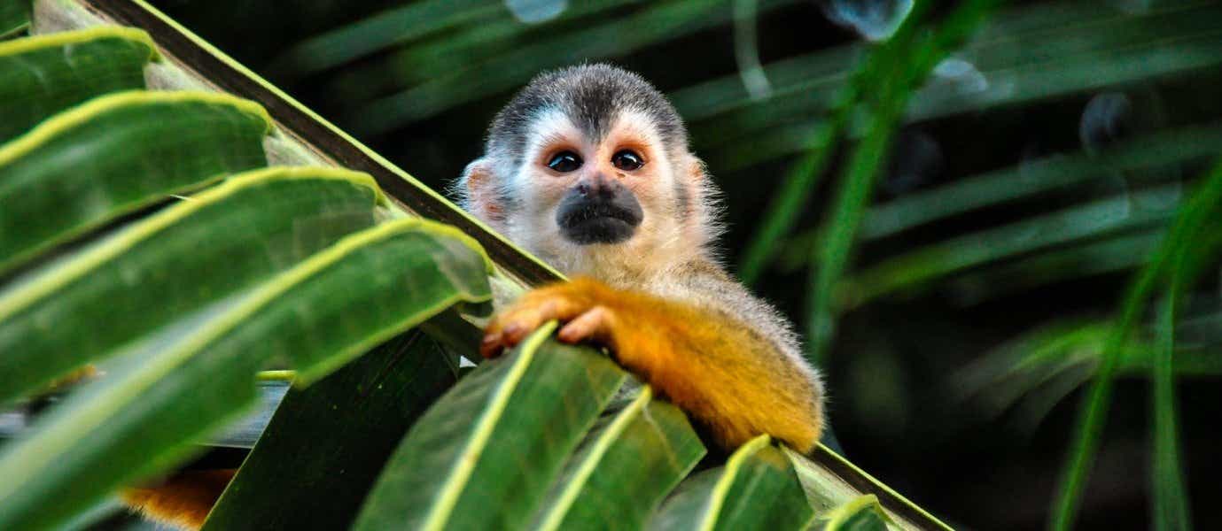 Squirrel Monkey in the Rainforest <span class="iconos separador"></span> Costa Rica
