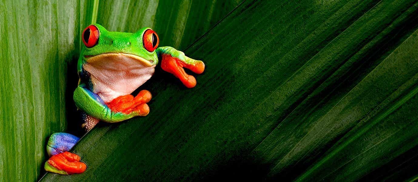 Red-Eyed Frog <span class="iconos separador"></span> Monteverde
