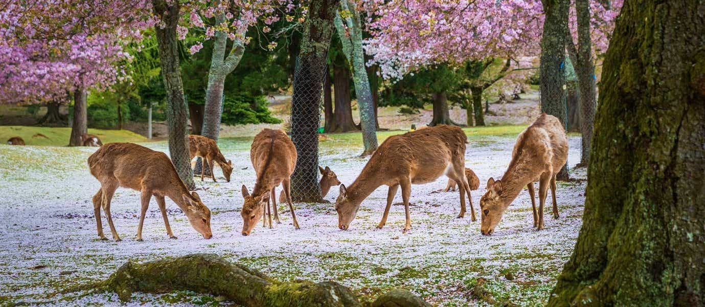 Free-Roaming Deers <span class="iconos separador"></span> Nara Park