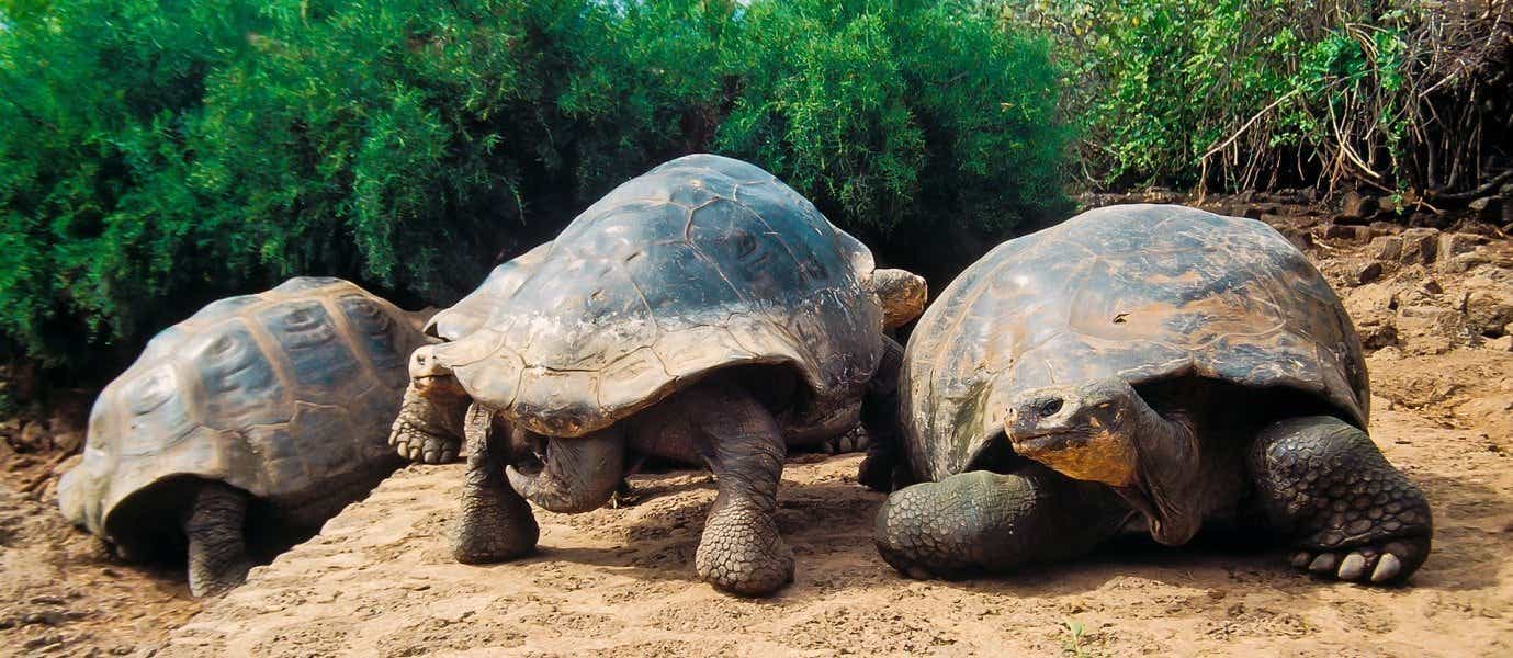 Giant Galapagos Tortoises <span class="iconos separador"></span> Santa Cruz <span class="iconos separador"></span> Galapagos Islands
