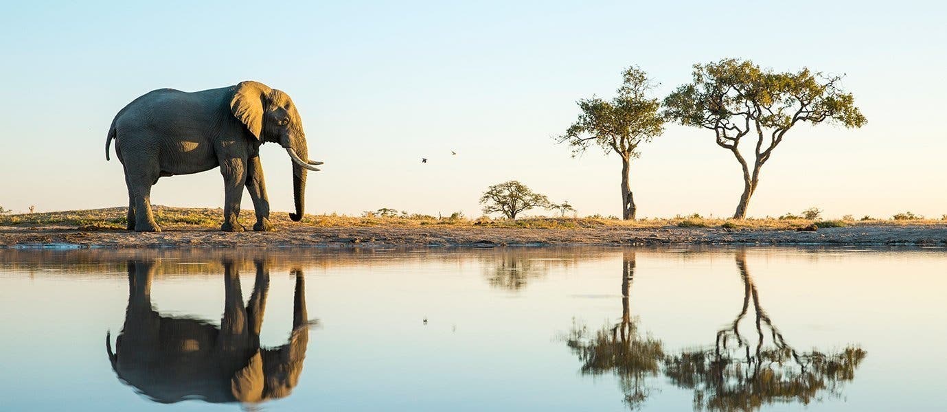 Elephant <span class="iconos separador"></span> Chobe National Park <span class="iconos separador"></span> Botswana