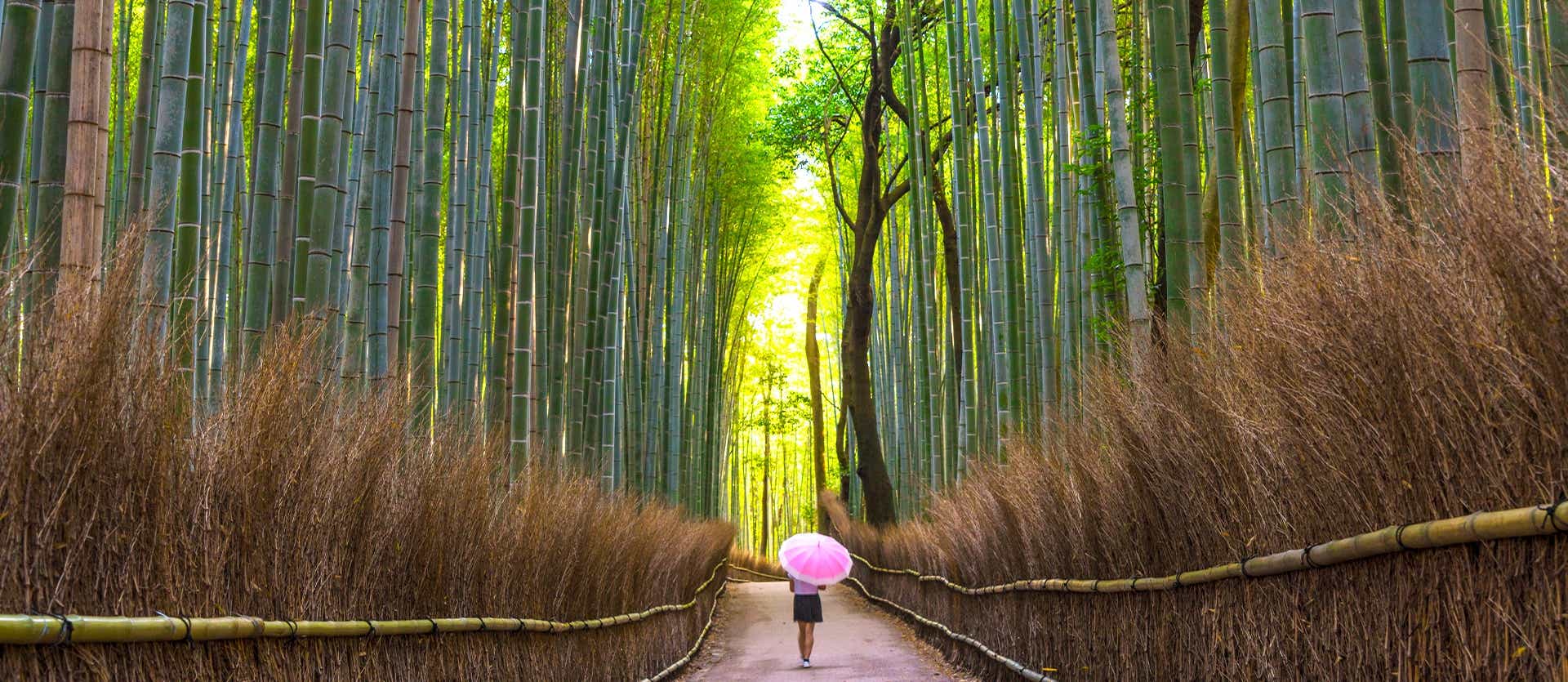 Bosque de bambú <span class="iconos separador"></span> Kioto