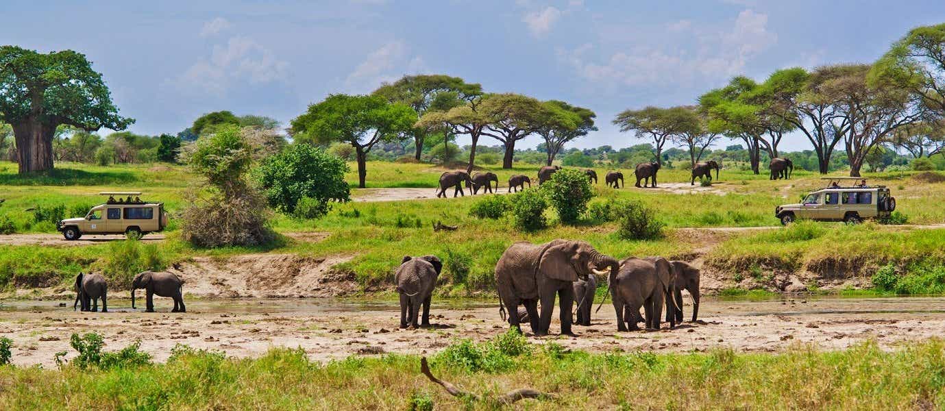 Manada de elefantes <span class="iconos separador"></span> Parque Nacional Tarangire 