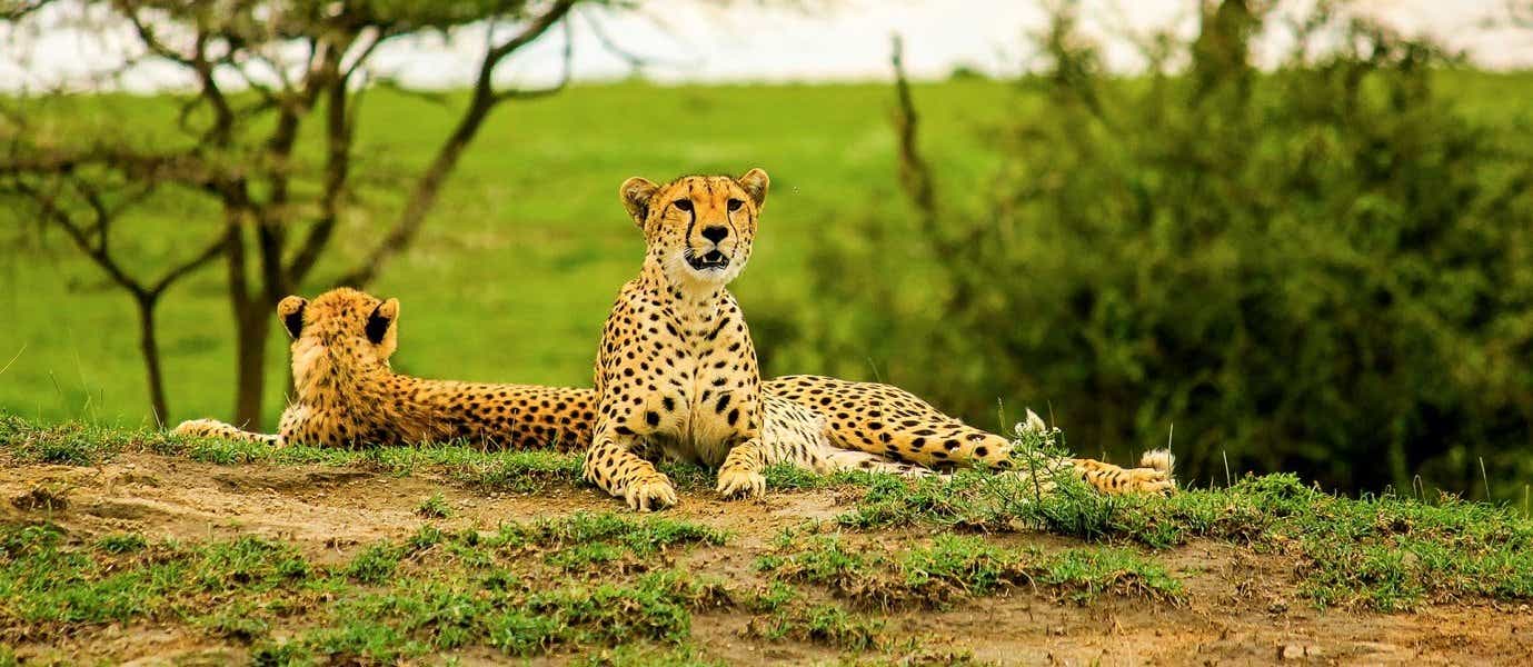 Jóvenes guepardos <span class="iconos separador"></span> Parque Nacional Tarangire