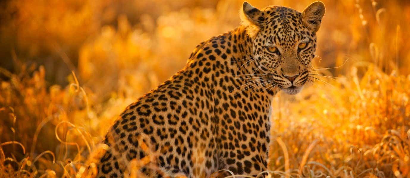 Leopardo <span class="iconos separador"></span> Parque Nacional Kruger 