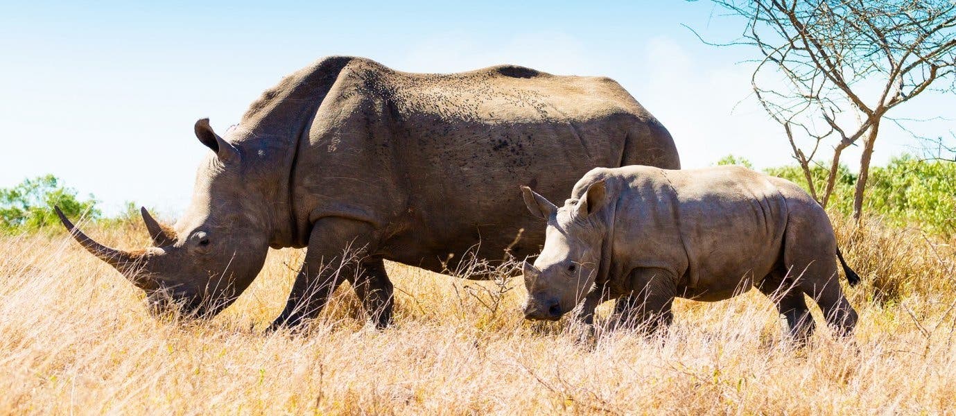 Rinocerontes <span class="iconos separador"></span> Parque Nacional Kruger 